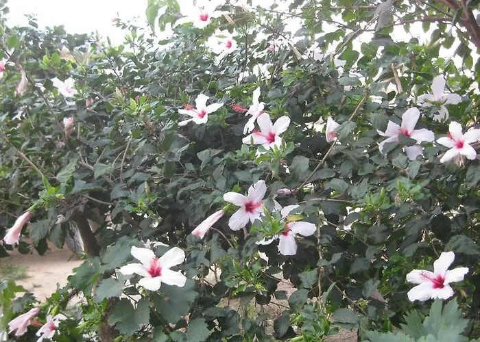 Aronis Naxos Appartement Pláka